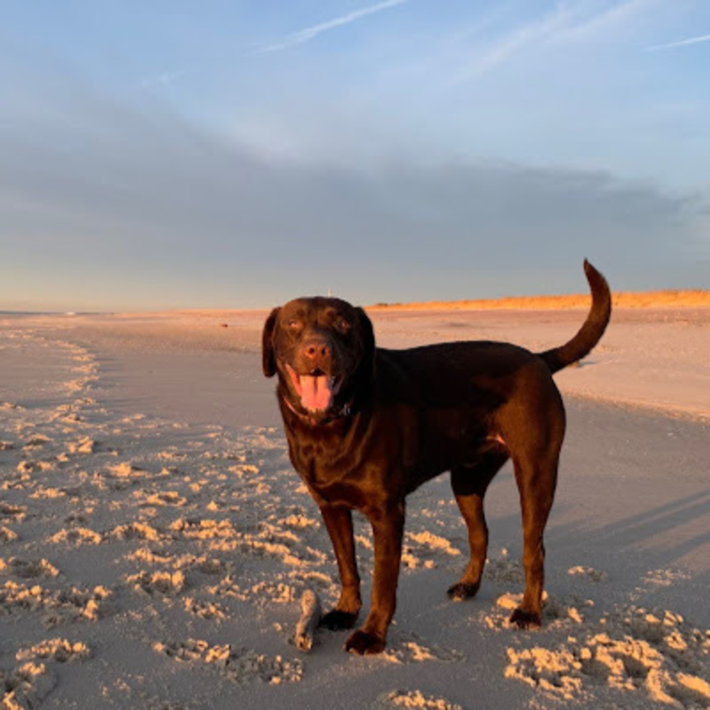 Meet your Posher, Bridget